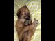 Most Funny Best of Funny cats, cute cats, Top 10 funny dogs, funny animals funniest videos14