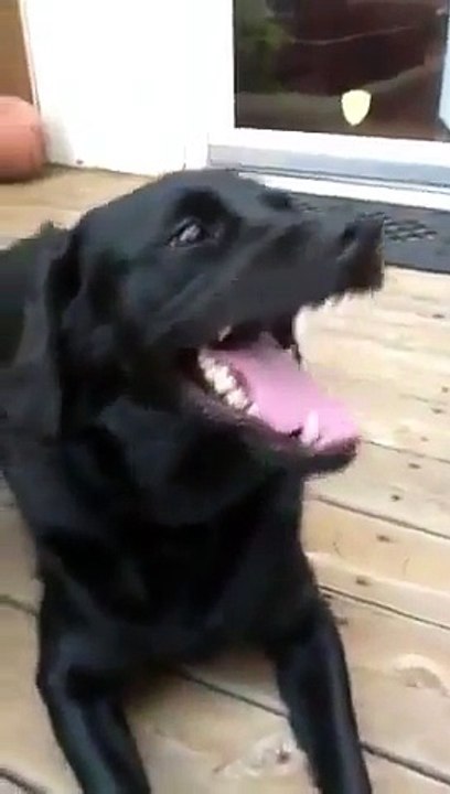 Funny dog face