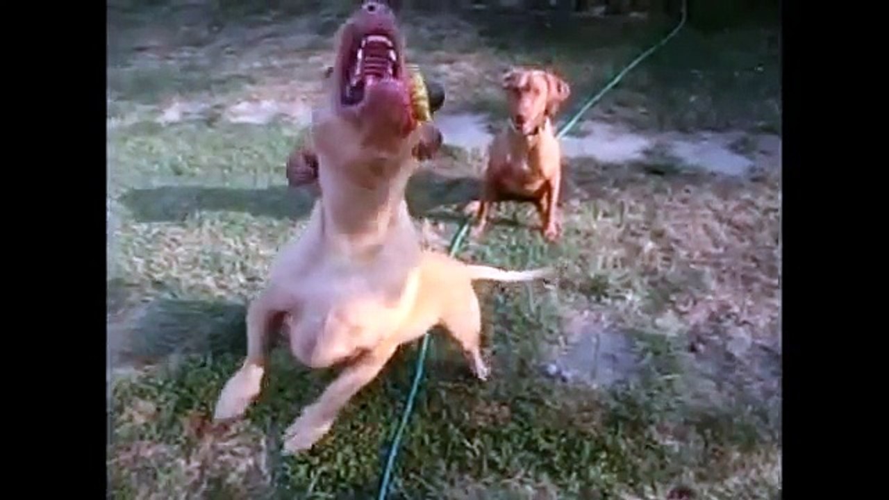 Funny dog slow motion video