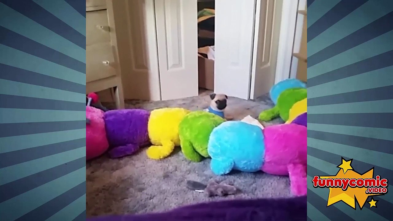 Funny and Comic Animal Videos - YouTube