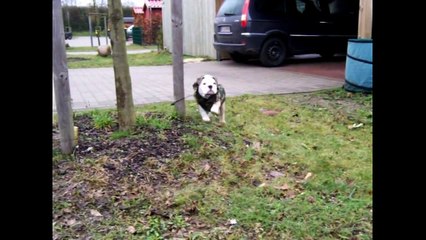 PUPPIES ◄ PUPPY IS HAPPY◄ DONT MISS!