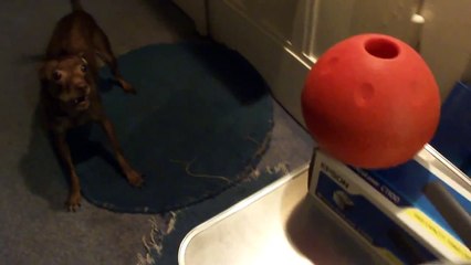 Funny Dog Little Ginga dancing the big red Ball Doggy goes for Food