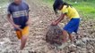 Wow! Brave Little Sisters Catch Big Snake While Finding Snails in The Rice Field