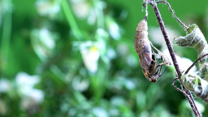 Vide Institucional Hengxin