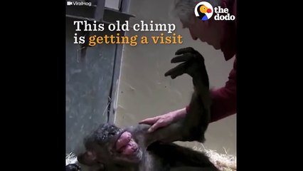 Dying Chimp Says Goodbye To Old Friend | The Dodo