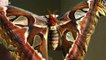 Giant Atlas Moths - The biggest moths in the world.
