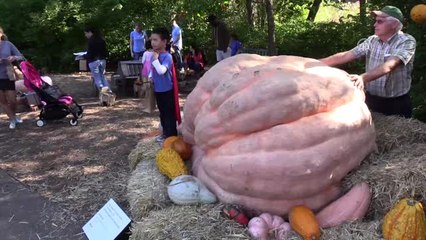 2017'nin En Büyük Bal Kabağı - New