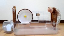 What are funny hamsters doing during the cleaning?Mr.cheese & Mr.Othello!掃除中のハムスターの行動が可愛い！おもしろ可愛いハムスター
