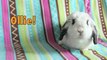 BudgetBunny: How To Set Up Your Rabbits Floortime & Bunny Proofing