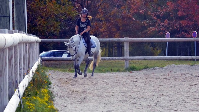 A vendre ponette 12 ans connemara gagante P1 P2 (rhone)