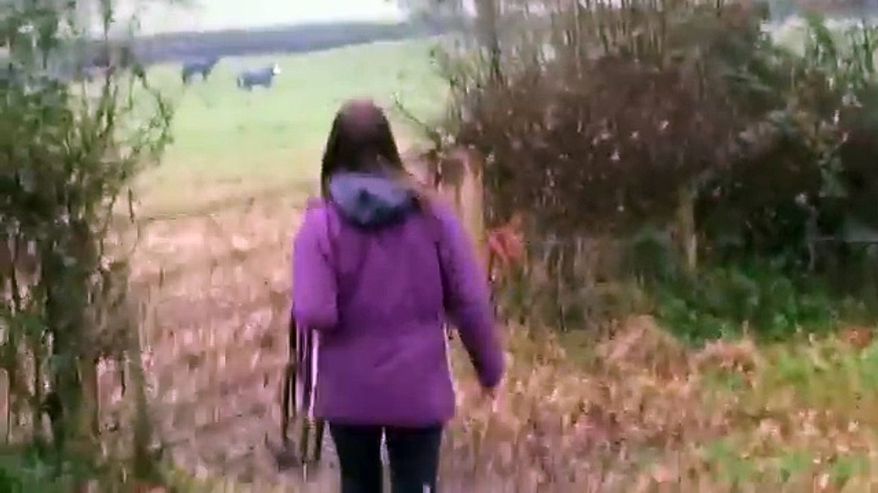 Ponovni susret sa konjem