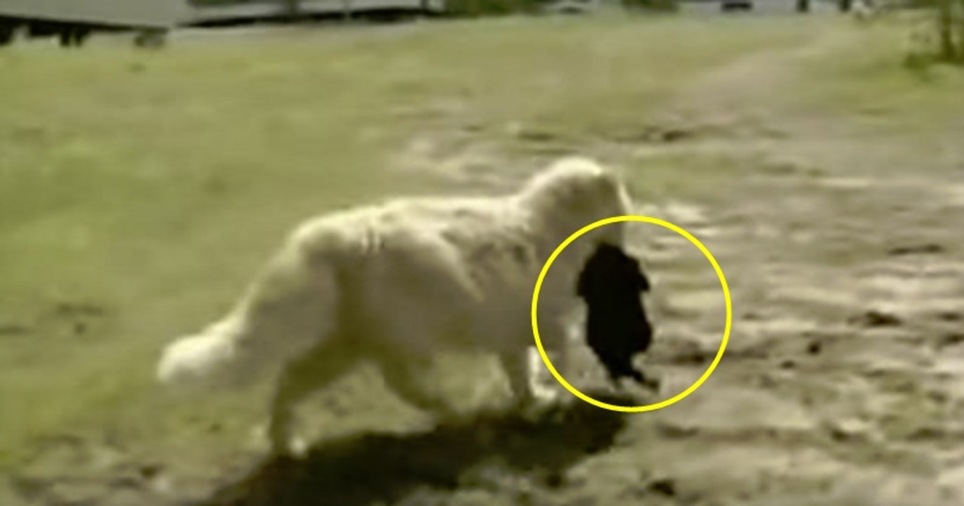 Macka usvojila stence