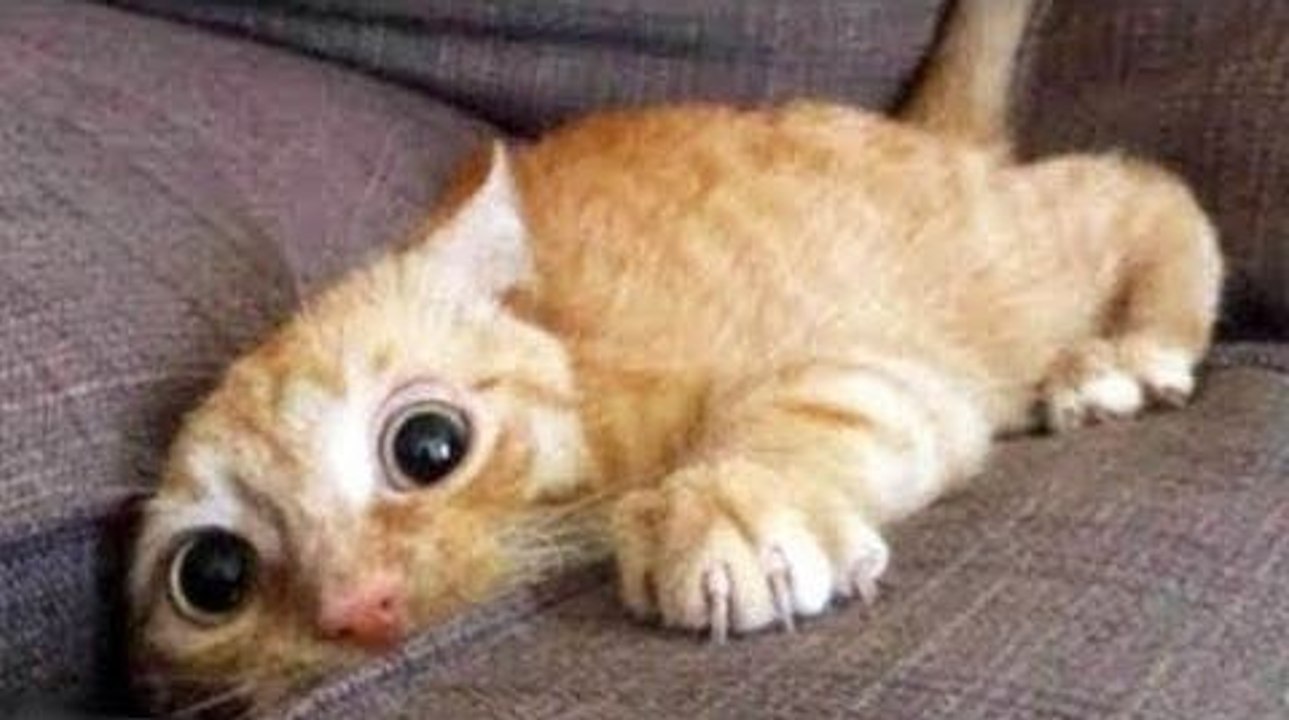 Top 200 Funniest Animal Vine Compilation