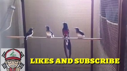 Sukses berternak burung murai batu