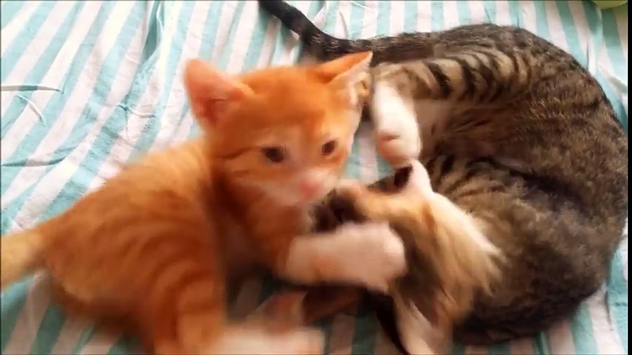 Oyuncu kedişlerim  My playful kittens )