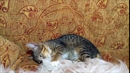 funny kitten and toy  komik yavru kedi ve oyuncağı