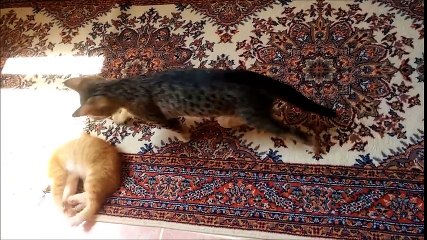 Kedilerim arkadaş oldu )  My kittens became friend )