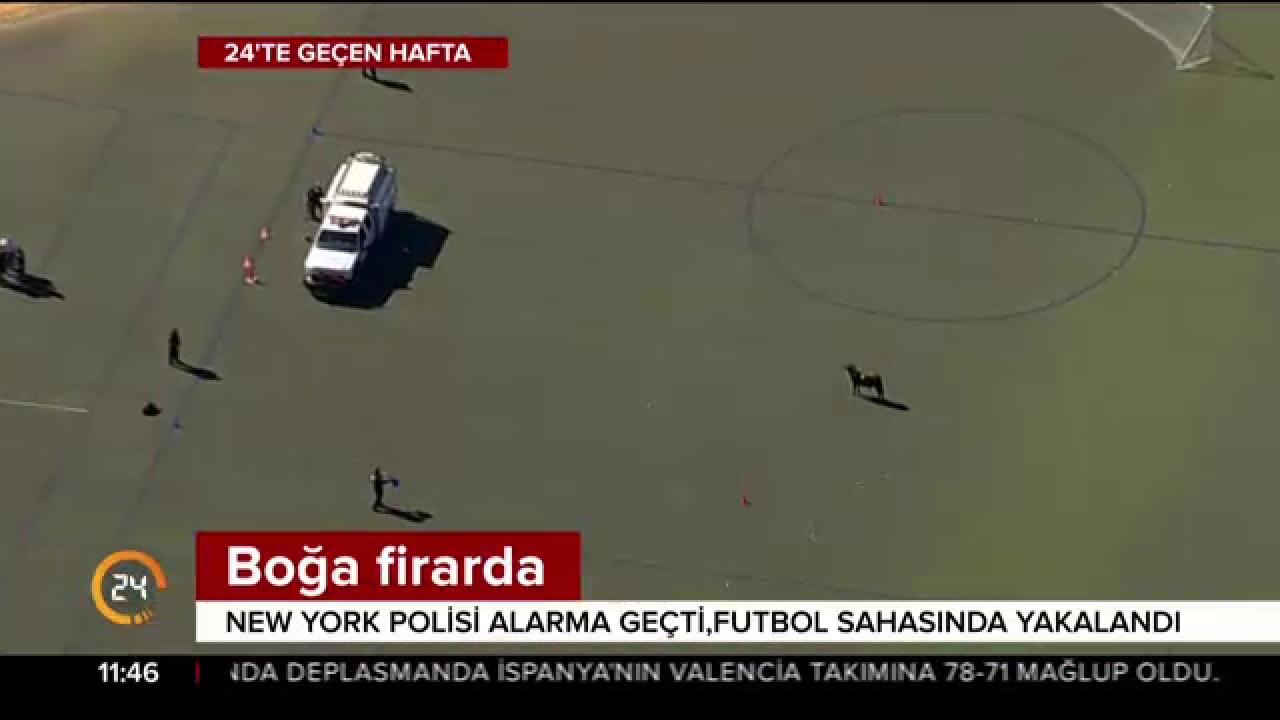 Boğa firarda