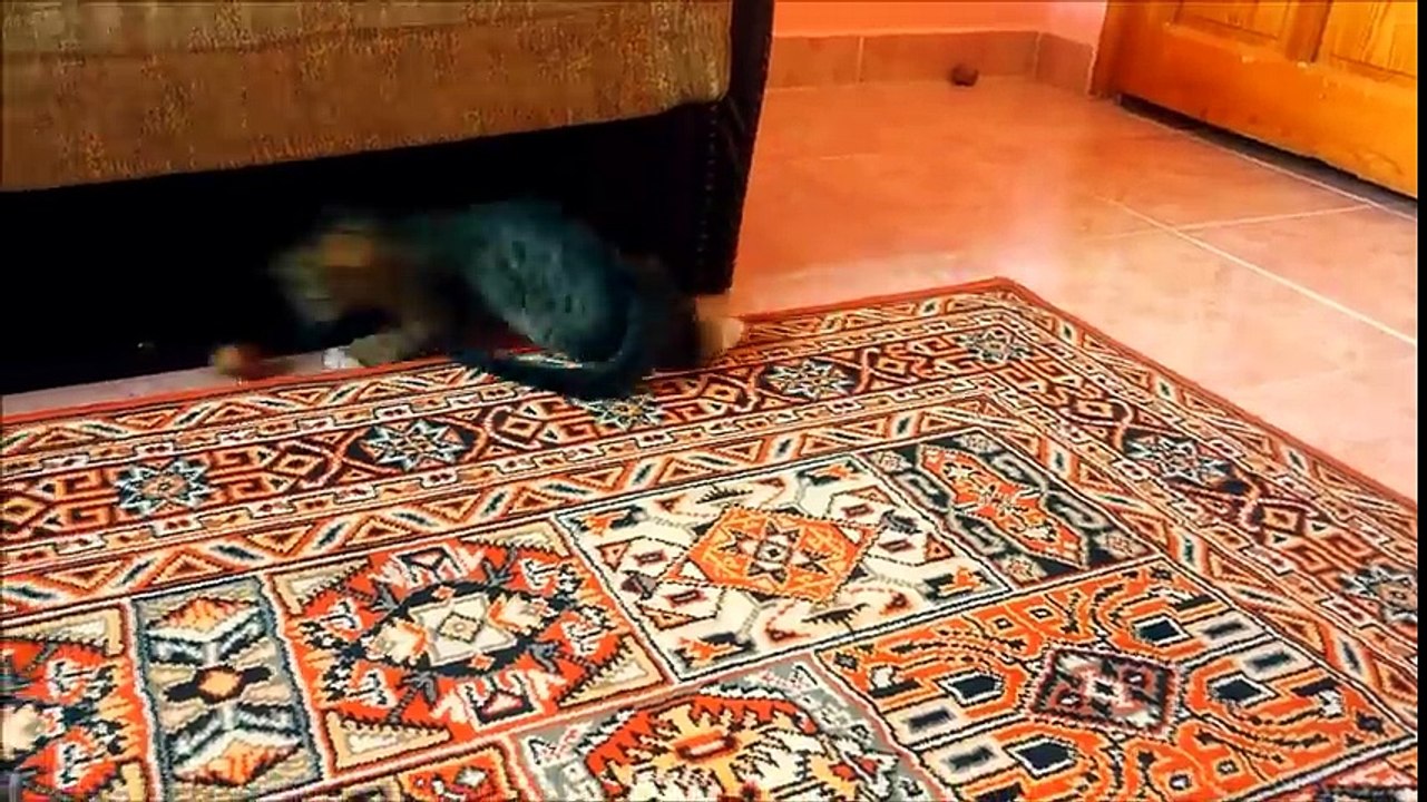 Minik kedi cevizle adeta football oynuyor )  Little cat is playing walnutball )