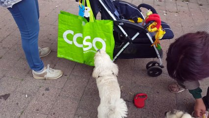 Nicholas ha paura di un cane