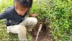 Terrifying!! Two Little Sisters Catch Two Big Snakes While Digging Hole in Their Farm (Par