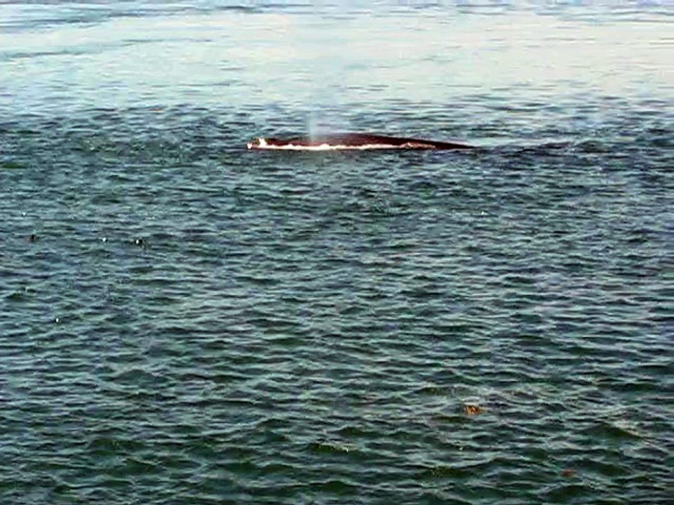 Baleine