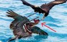 Hết sức kỳ lạ với loài chim kiếm mồi bằng cách móc thức ăn từ mỏ của loài chim khác