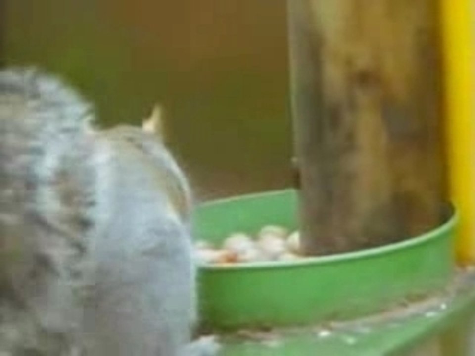 Squirrel-mission21
