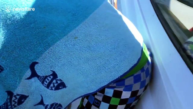 Tough seal chases great white shark