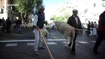 Shepherds drive 1,300 sheep through the centre of Madrid