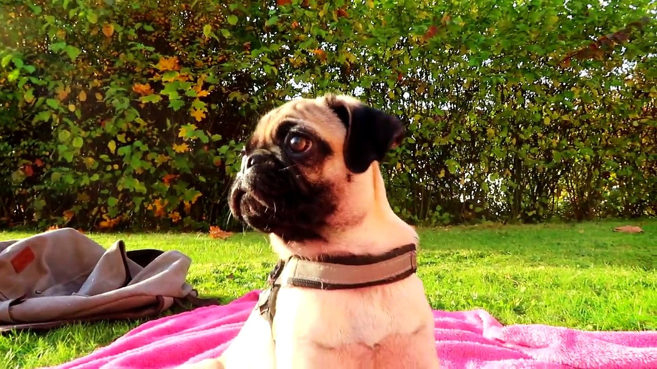 Mein Mops Simba! | Mexify - (Hunde Vlog)