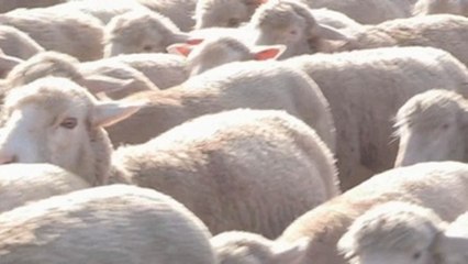 Las ovejas toman Madrid