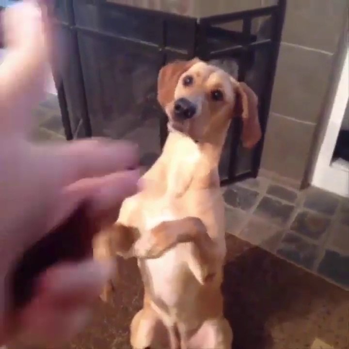 FUNNY Animals - Top 200 Highlights of Animals on Vine
