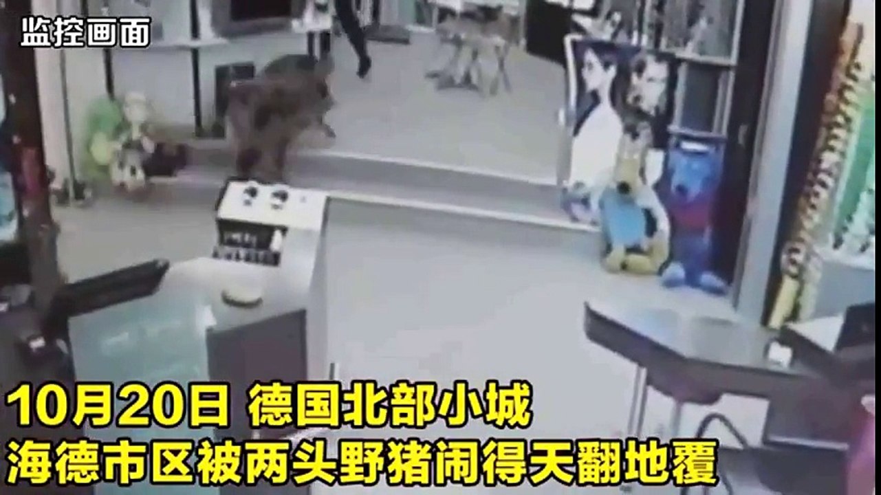The Pig Attacks People In Shop