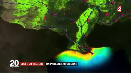 Etats-Unis : le Golfe du Mexique, un paradis empoisonné par les pesticides