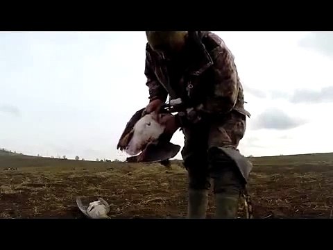 Охота на гуся