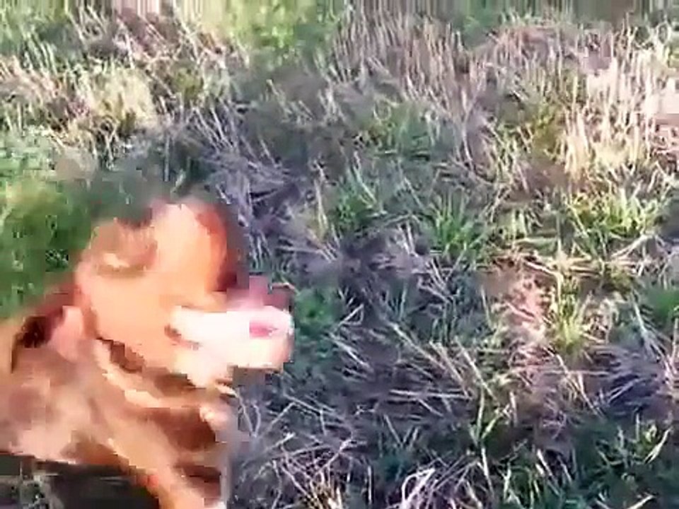 Охота на перепела с собакой