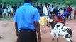 Goat Fight,,,,, Best and Fantastic GOAT FIGHT,,,,,,,,