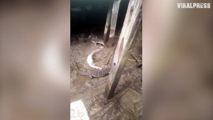 Monitor Lizards Eating A Dead Python