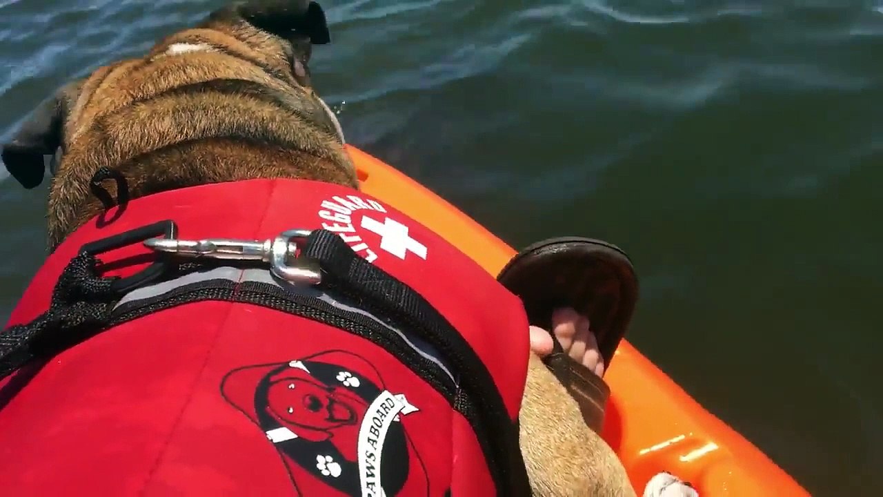 Quand un bouledogue anglais rencontre un lamantin sauvage !