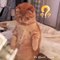 This Funny cat what to slap every thing before it