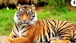 10 Amazing Animals in Danger of Extinction