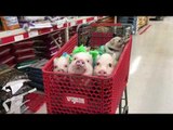 Pigs Share Trolley With Pug During Shopping Trip