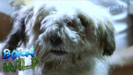Born to Be Wild: Extending the life of a stray dog
