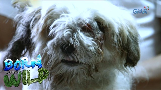 Born to Be Wild: Extending the life of a stray dog