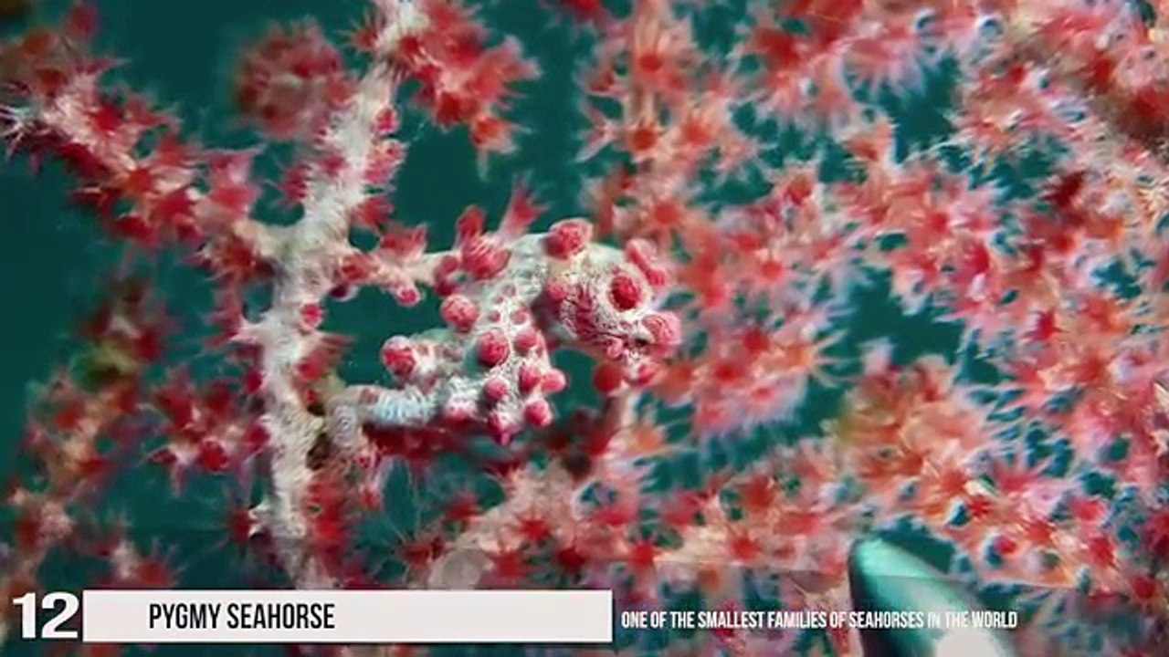 12 Hidden Animals that You Cant Spot