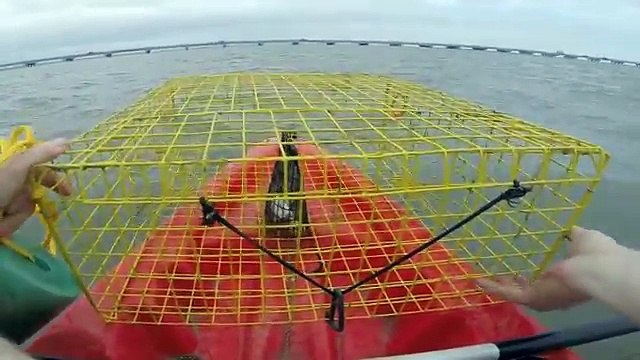 BLUE CRABS!!! How to catch crabs - How to cook and eat crabs