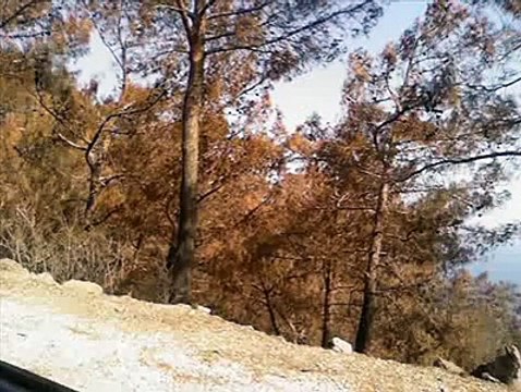 NEŞET ERTAŞ - Leyla