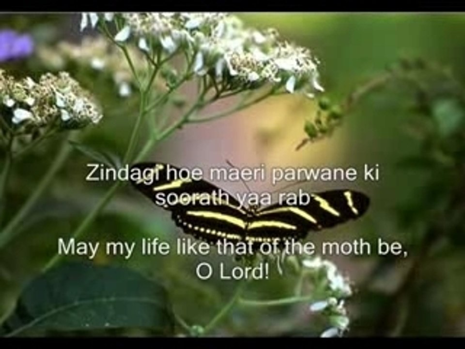 DUA