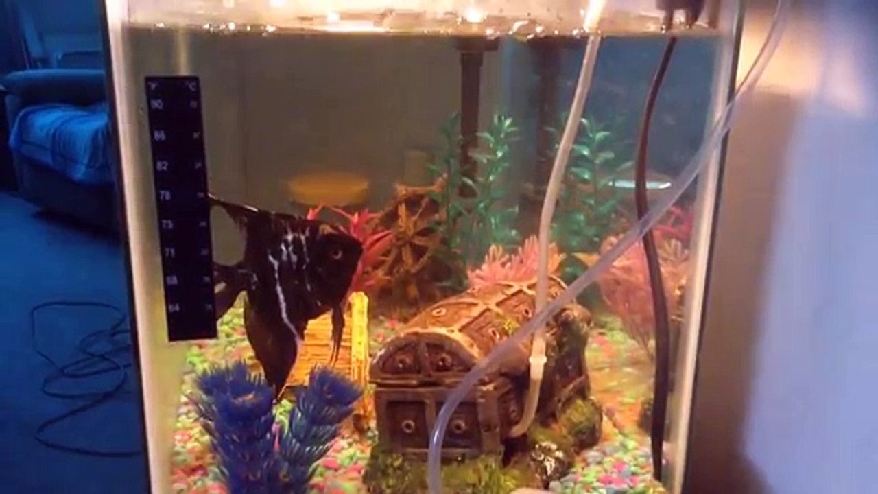 Stingray Scares Away Kid & More Funny Aquarium Videos of 2016 Weekly Compilation | Kyoot Animals